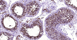 ACE2 Antibody in Immunohistochemistry (Paraffin) (IHC (P))