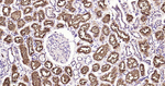 CD13 Antibody in Immunohistochemistry (Paraffin) (IHC (P))