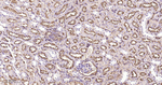 CD13 Antibody in Immunohistochemistry (Paraffin) (IHC (P))