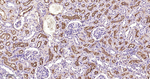 CD13 Antibody in Immunohistochemistry (Paraffin) (IHC (P))