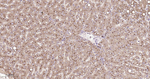 CD13 Antibody in Immunohistochemistry (Paraffin) (IHC (P))
