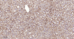 CD13 Antibody in Immunohistochemistry (Paraffin) (IHC (P))