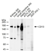CD13 Antibody in Western Blot (WB)