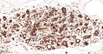 Calnexin Recombinant Rabbit Monoclonal Antibody (24G6)