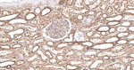 Calnexin Antibody in Immunohistochemistry (Paraffin) (IHC (P))