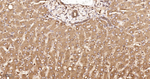 Calnexin Antibody in Immunohistochemistry (Paraffin) (IHC (P))