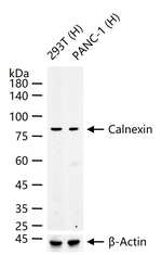 Calnexin Antibody in Western Blot (WB)