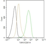 CD81 Antibody in Flow Cytometry (Flow)