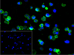 CD81 Recombinant Rabbit Monoclonal Antibody (4B4)