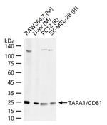 CD81 Antibody in Western Blot (WB)