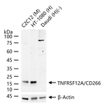 CD266 Antibody in Western Blot (WB)
