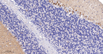 mGluR1 Recombinant Rabbit Monoclonal Antibody (7A9)