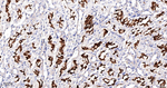 mGluR1 Antibody in Immunohistochemistry (Paraffin) (IHC (P))