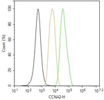 Cyclin A2 Antibody in Flow Cytometry (Flow)