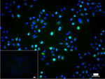 Cyclin A2 Recombinant Rabbit Monoclonal Antibody (2C2)