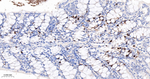 Cyclin A2 Antibody in Immunohistochemistry (Paraffin) (IHC (P))