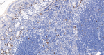 Cyclin A2 Antibody in Immunohistochemistry (Paraffin) (IHC (P))