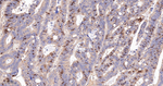 Cyclin A2 Antibody in Immunohistochemistry (Paraffin) (IHC (P))