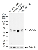 Cyclin A2 Antibody in Western Blot (WB)