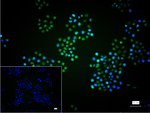 ATF4 Recombinant Rabbit Monoclonal Antibody (9C3)
