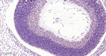 ATF4 Antibody in Immunohistochemistry (Paraffin) (IHC (P))