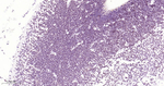 ATF4 Antibody in Immunohistochemistry (Paraffin) (IHC (P))