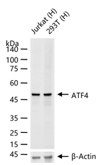 ATF4 Antibody in Western Blot (WB)