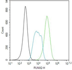 RUNX2 Antibody in Flow Cytometry (Flow)