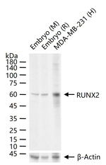 RUNX2 Antibody in Western Blot (WB)