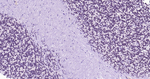 PAX6 Antibody in Immunohistochemistry (Paraffin) (IHC (P))