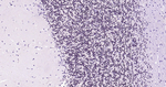 PAX6 Antibody in Immunohistochemistry (Paraffin) (IHC (P))