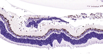 PAX6 Antibody in Immunohistochemistry (Paraffin) (IHC (P))