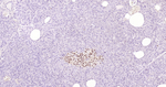 PAX6 Antibody in Immunohistochemistry (Paraffin) (IHC (P))