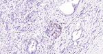 PAX6 Recombinant Rabbit Monoclonal Antibody (8T3)