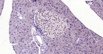 PAX6 Antibody in Immunohistochemistry (Paraffin) (IHC (P))