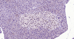 PAX6 Antibody in Immunohistochemistry (Paraffin) (IHC (P))