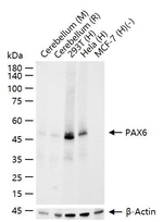 PAX6 Antibody in Western Blot (WB)
