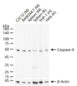 Caspase 8 Recombinant Rabbit Monoclonal Antibody (1A14)