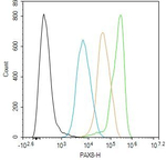 PAX8 Antibody in Flow Cytometry (Flow)
