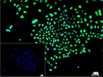 PAX8 Recombinant Rabbit Monoclonal Antibody (1A3)