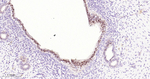 PAX8 Antibody in Immunohistochemistry (Paraffin) (IHC (P))