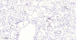 PAX8 Antibody in Immunohistochemistry (Paraffin) (IHC (P))