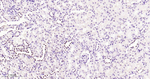 PAX8 Antibody in Immunohistochemistry (Paraffin) (IHC (P))