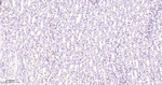 PAX8 Antibody in Immunohistochemistry (Paraffin) (IHC (P))