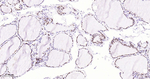 PAX8 Antibody in Immunohistochemistry (Paraffin) (IHC (P))