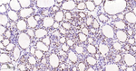PAX8 Antibody in Immunohistochemistry (Paraffin) (IHC (P))