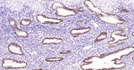 PAX8 Antibody in Immunohistochemistry (Paraffin) (IHC (P))