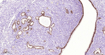 PAX8 Antibody in Immunohistochemistry (Paraffin) (IHC (P))