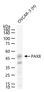 PAX8 Antibody in Western Blot (WB)
