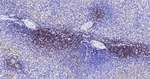 CD3d Recombinant Rabbit Monoclonal Antibody (5C1)